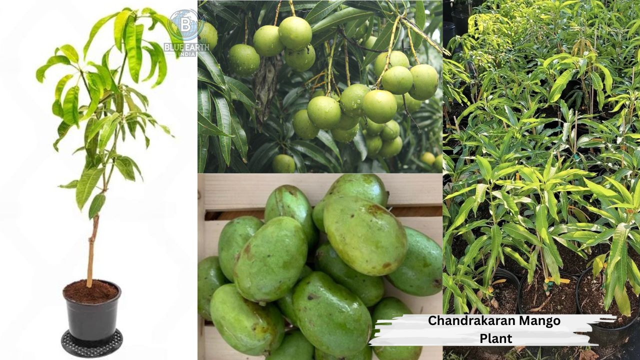 Chandrakaran Mango plant