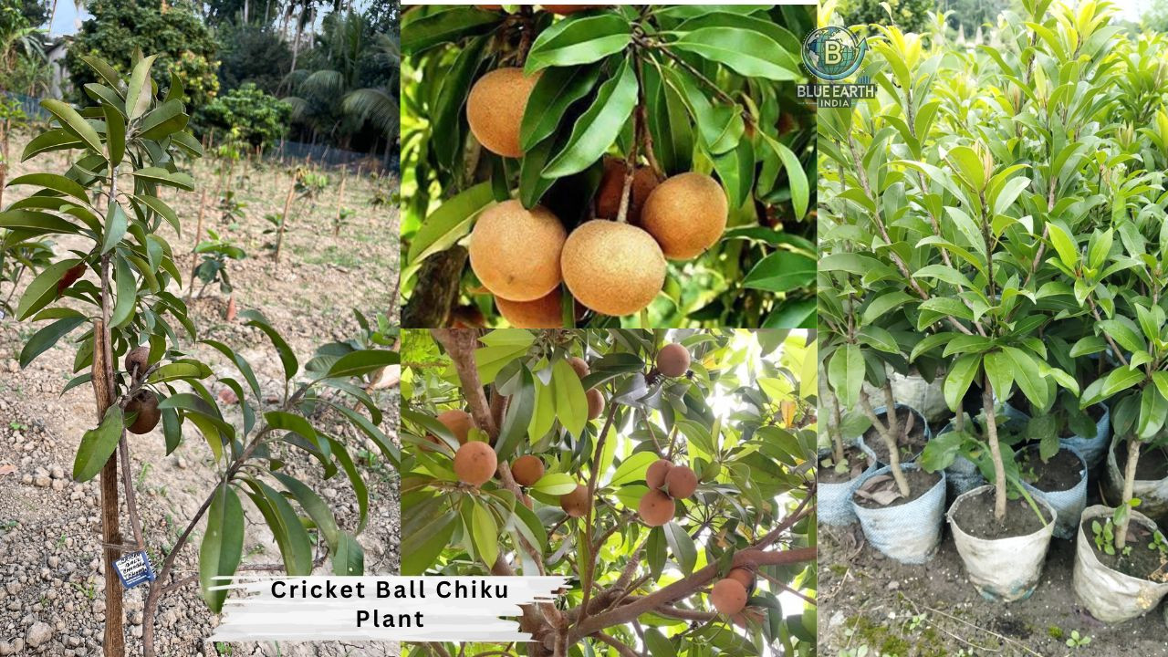Cricket Ball Chiku Plant