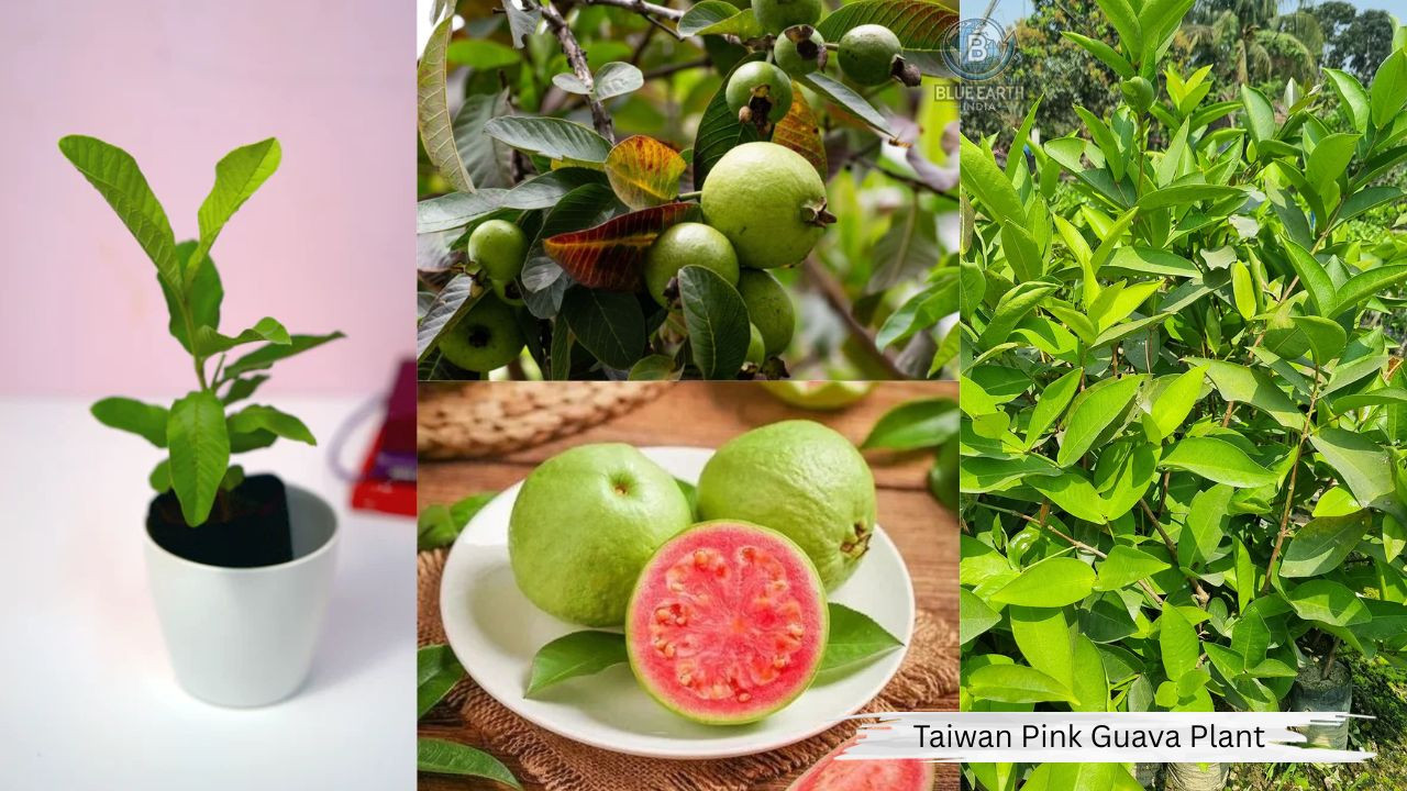 Taiwan Pink Guava Plant