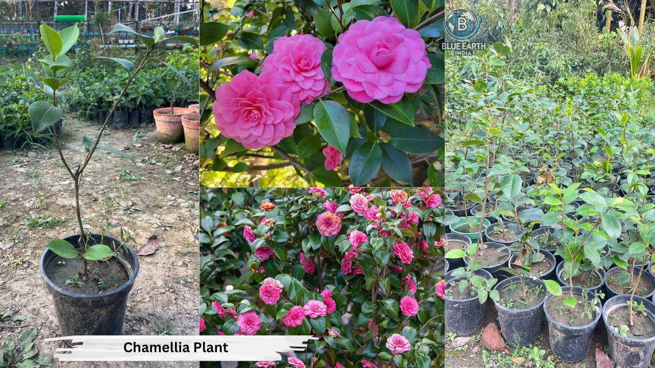 Chamellia Plant
