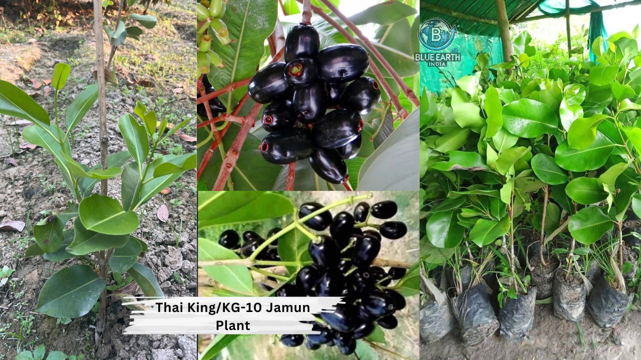 Thai King Kg - 10 Jamun Plant