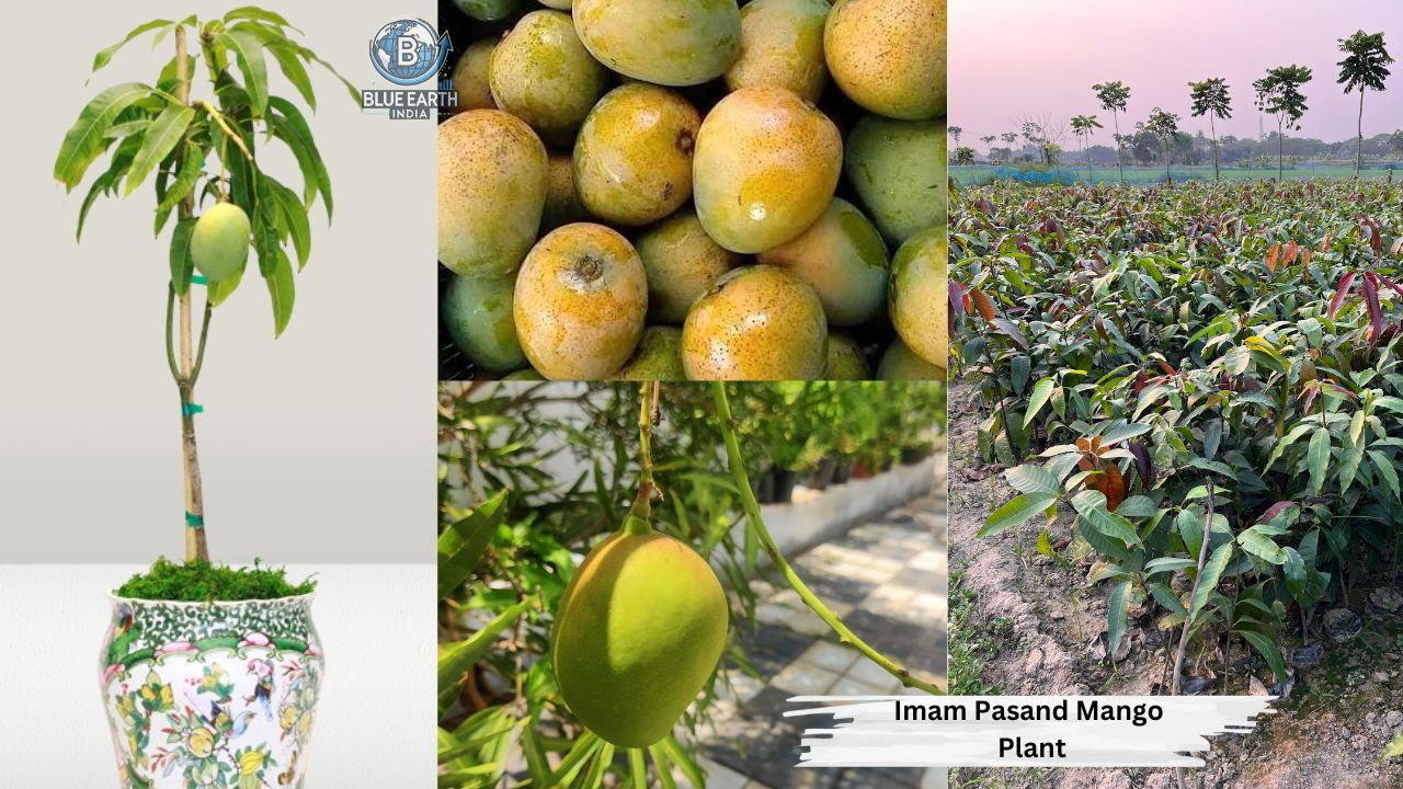 Imam Pasand Mango Plant