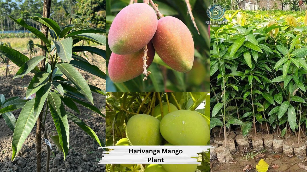 Harivanga Mango Plant