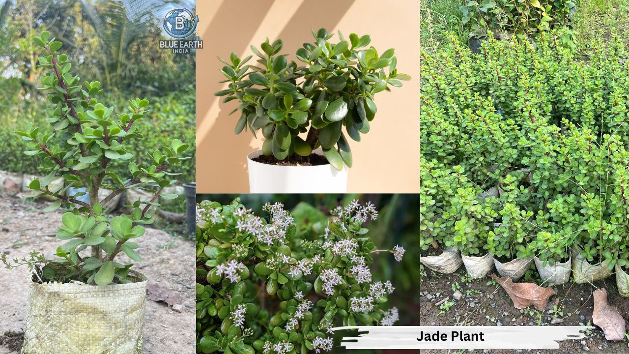 Jade Plant