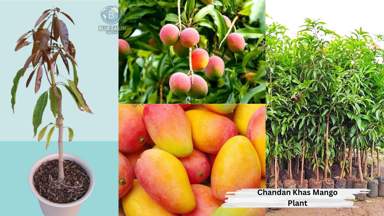 Chandan Khas Mango Plant