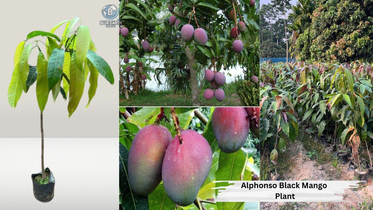 Alphonso Black Mango Plant