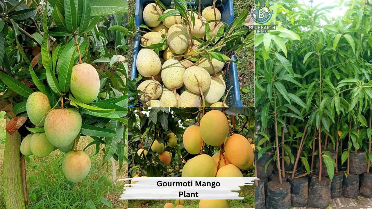 Gourmati Mango Plant