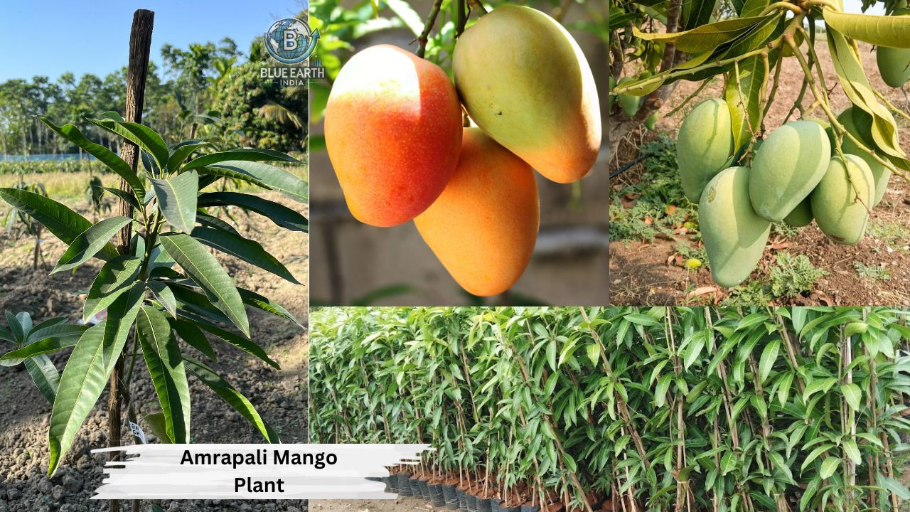 Amrapali Mango Plant