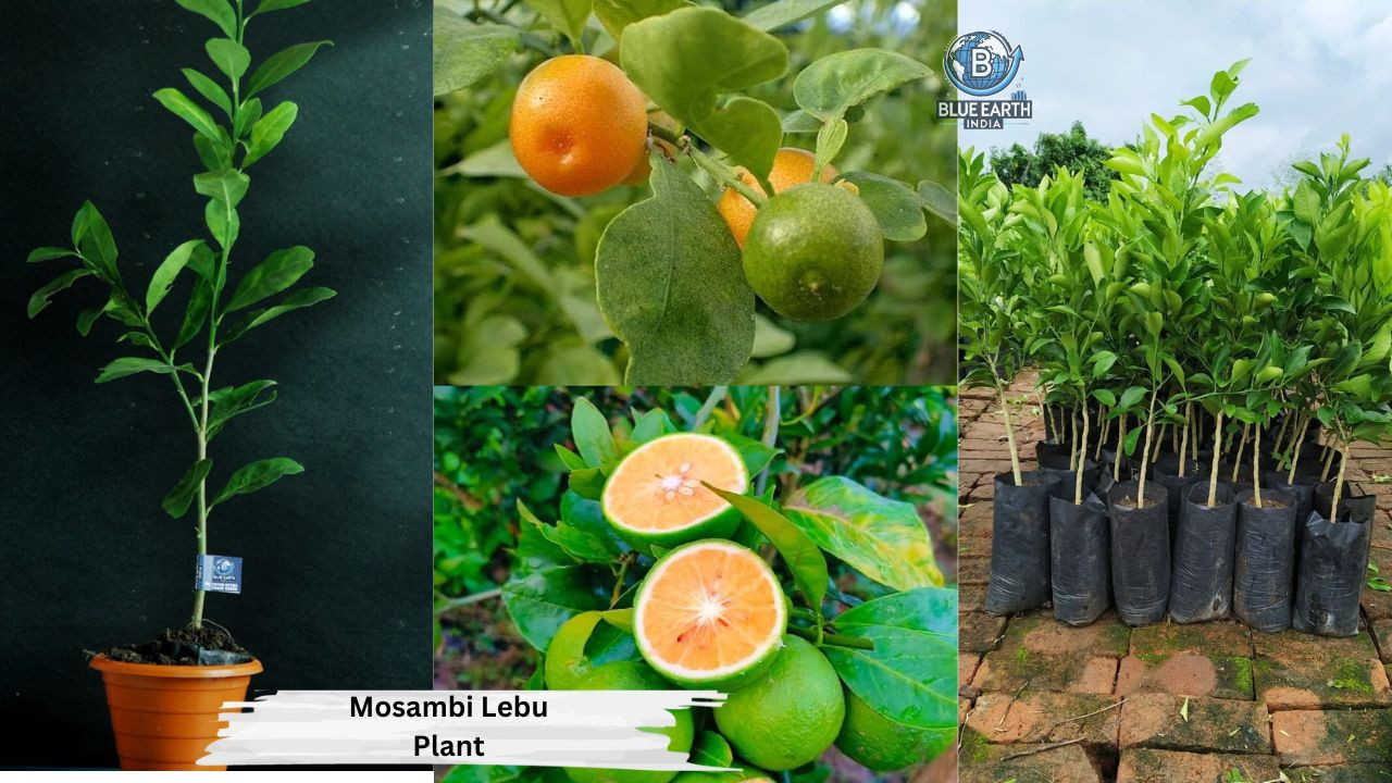 Thai Mosambi Lemon Plant