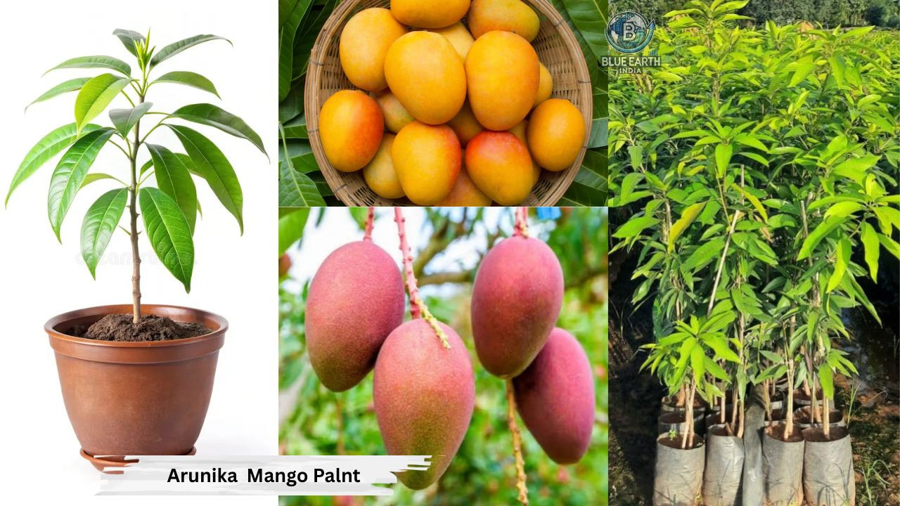 Arunika Mango Plant