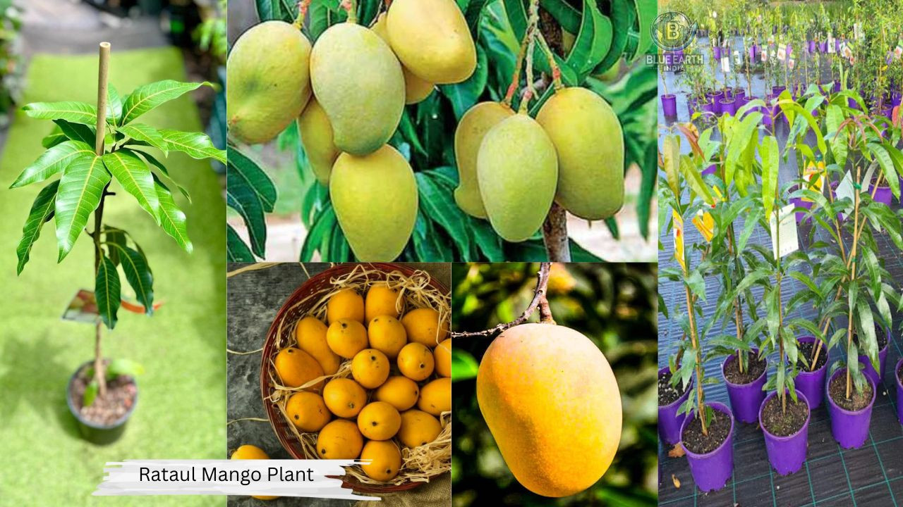 Rataul Mango Plant