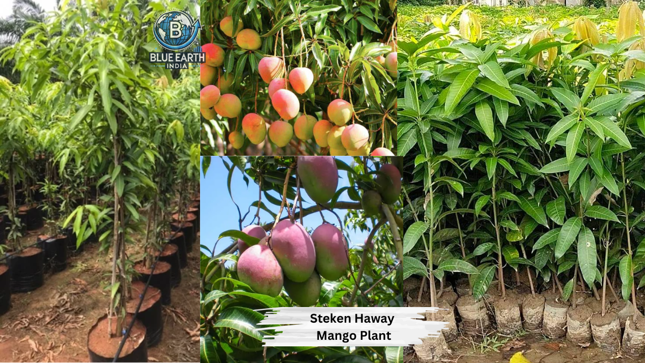 Steken Haway Mango Plant
