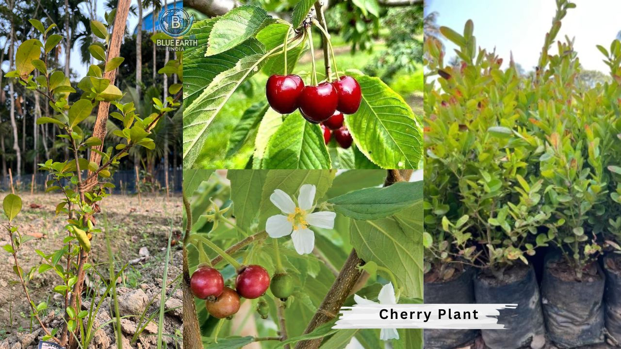 Cherry Plant