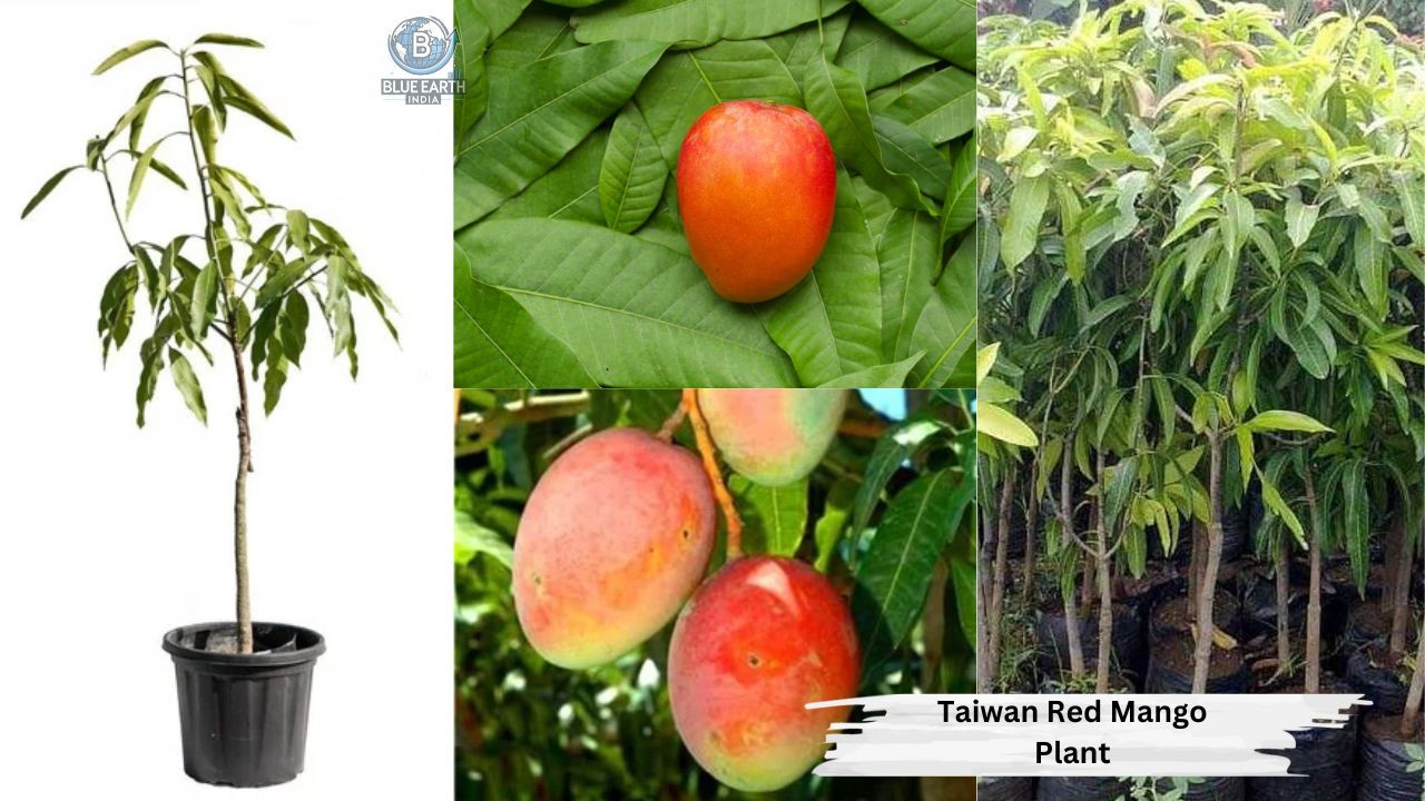 Taiwan Red Mango Plant