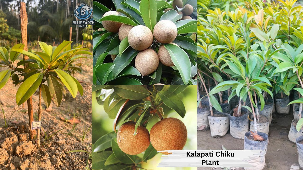 Kalapati Chiku Plant