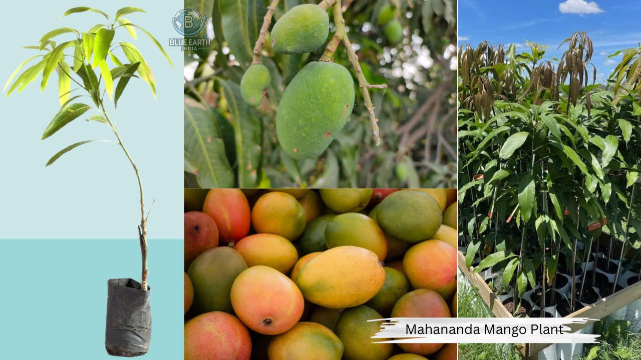 Mahananda Mango Plant