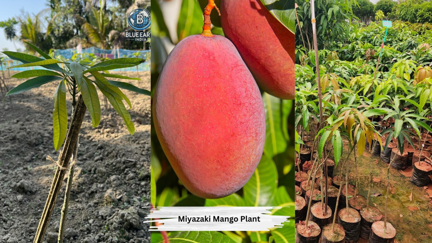 Miyazaki Mango Plant