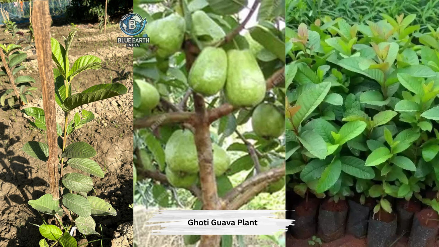Ghoti Guava Plant