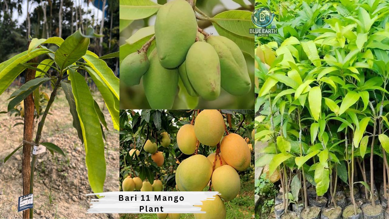 Bari 11 Mango Plant