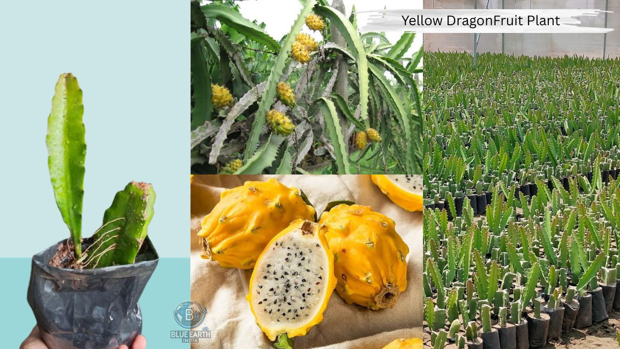 Yellow Dragon Fruit Plant