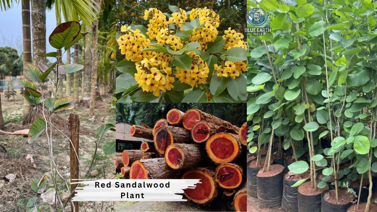 Red Sandalwood Plant