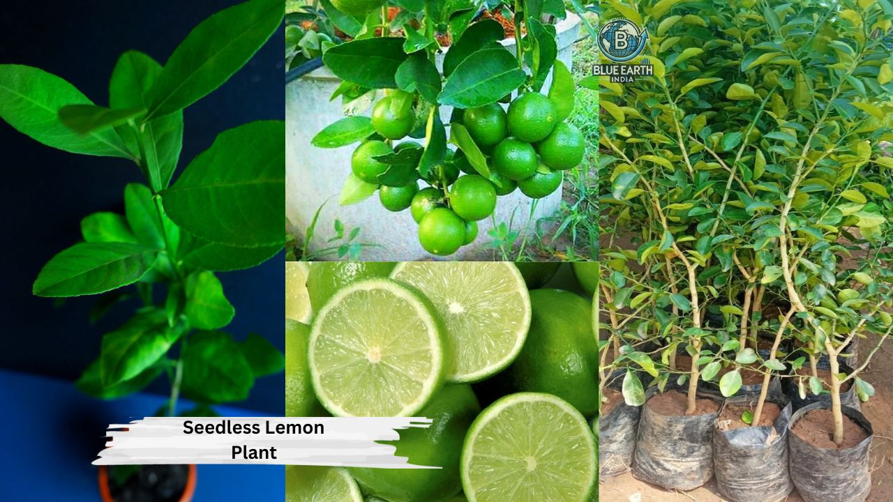 Seedless Lemon Plant