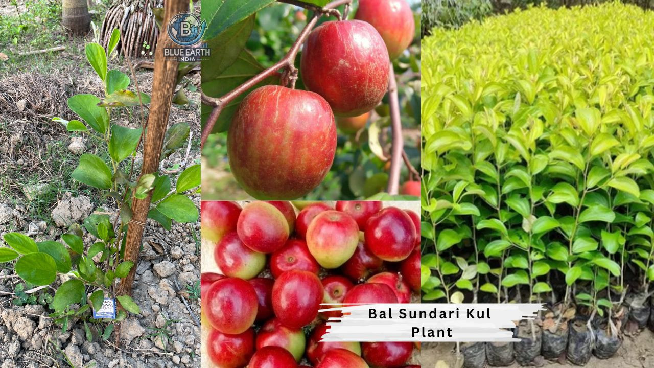 Ball Sundari Kul Plant