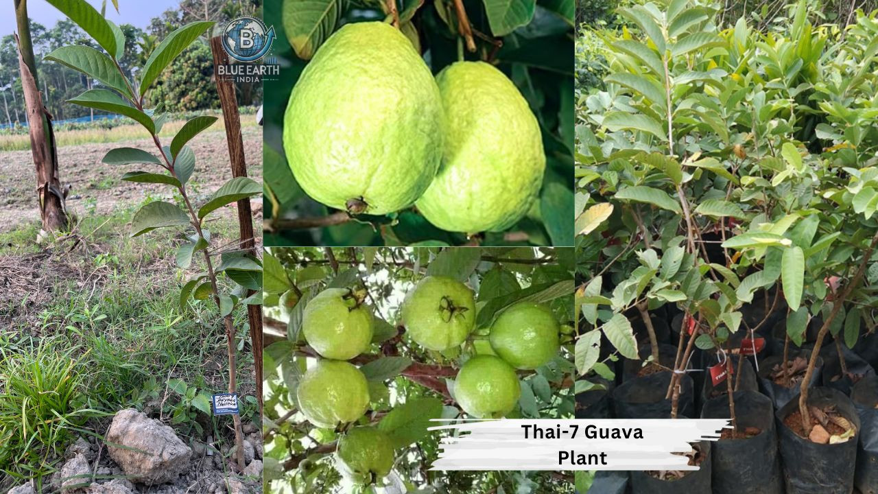 Thai-7 Guava Plant