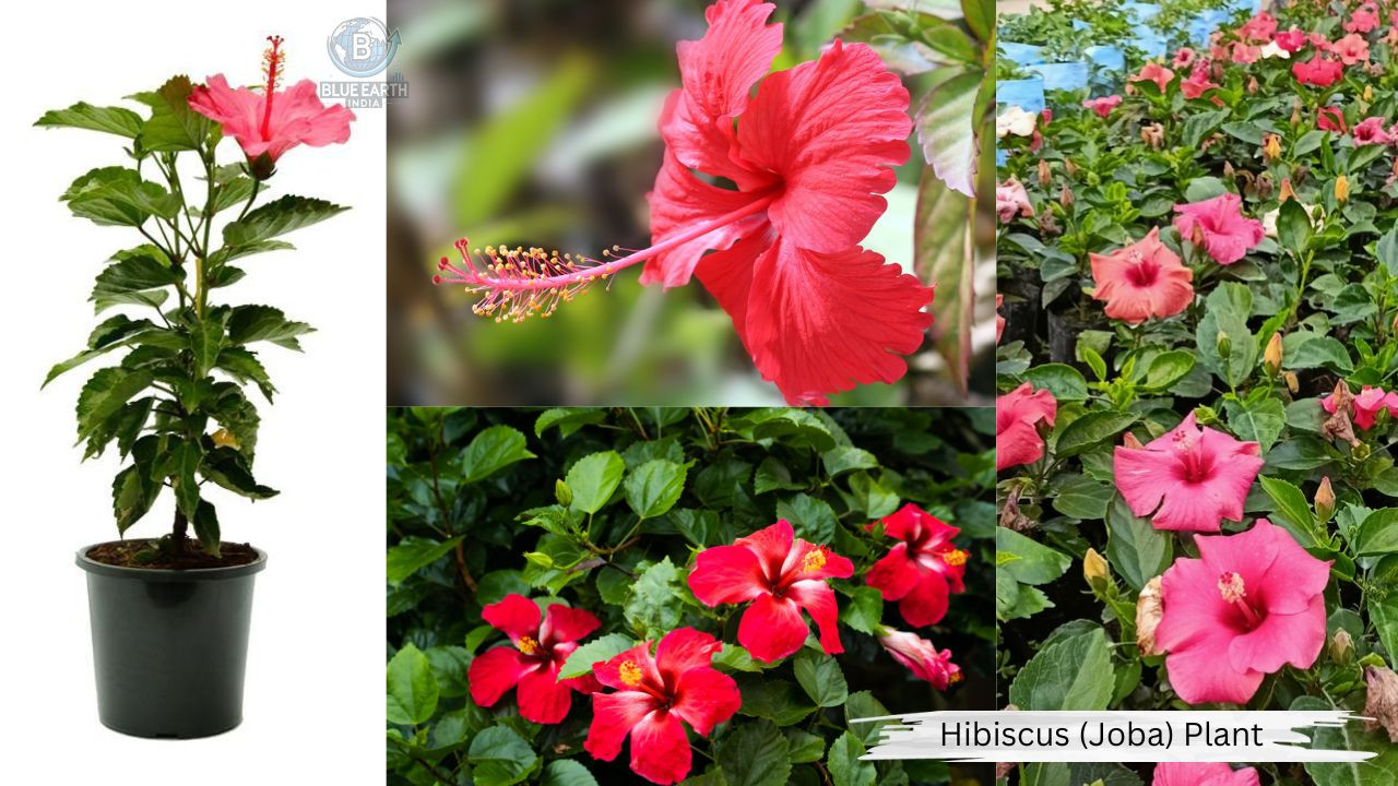Hibiscus ( Joba ) Plant