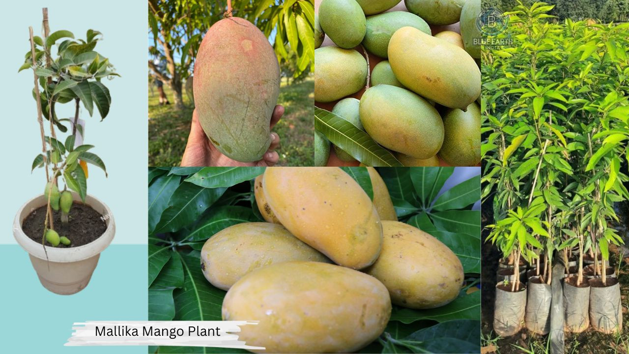 Malllika Mango Plant