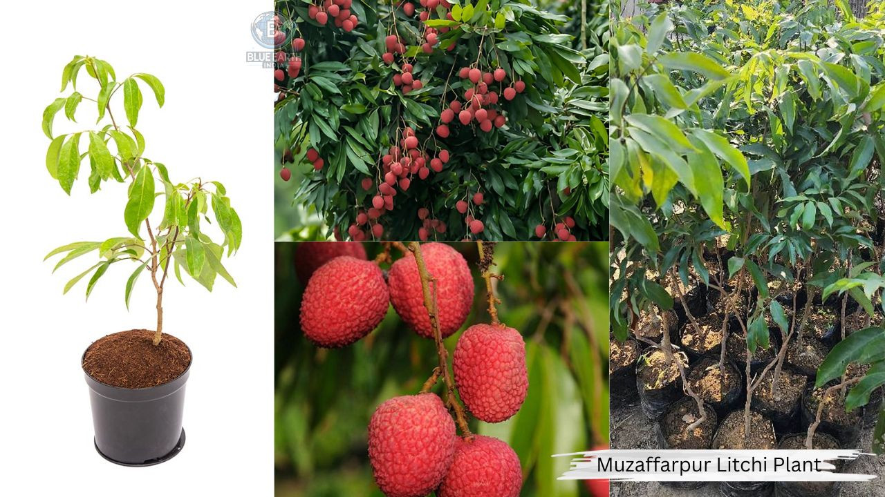 Muzaffar Lychee Plant