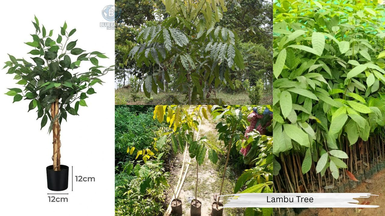 Lambu Tree Plant