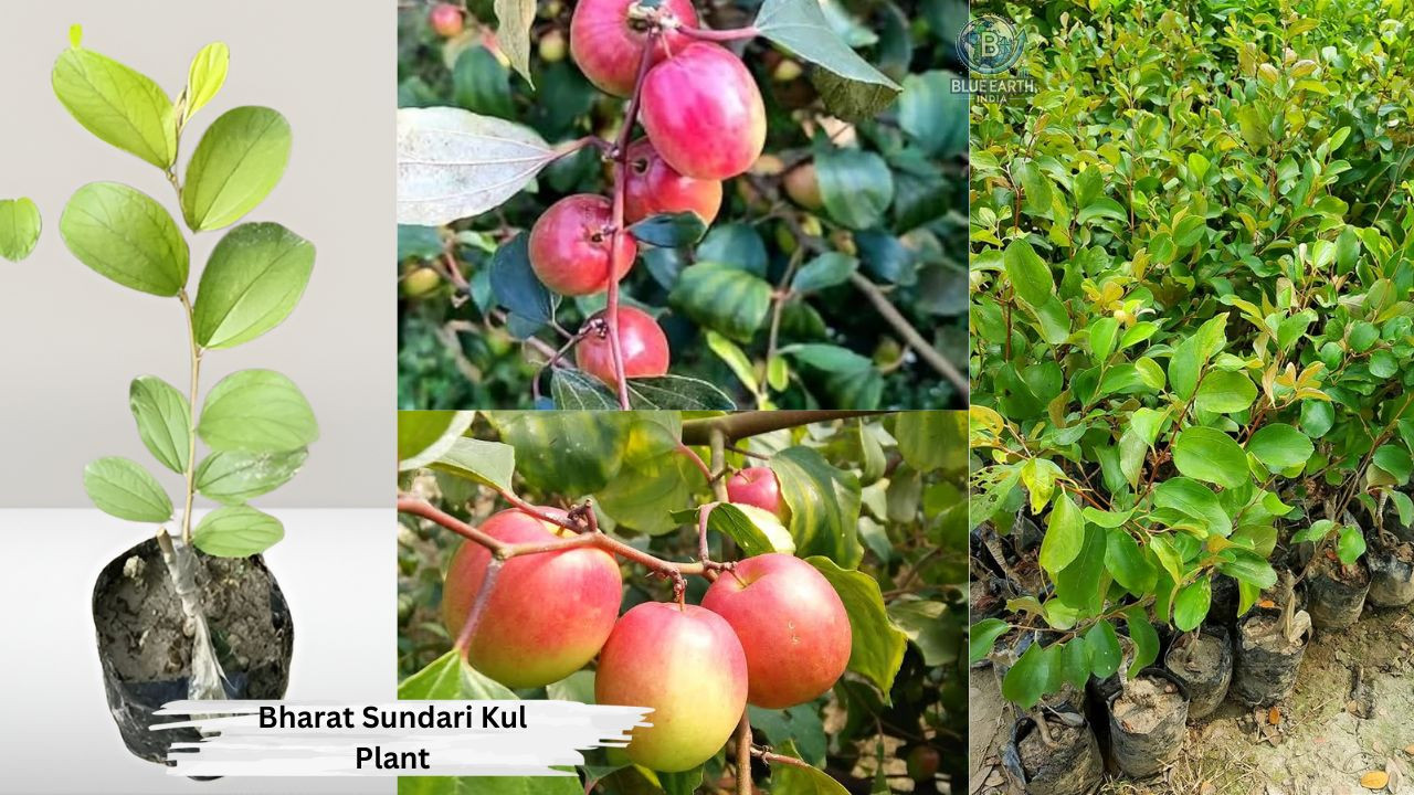 Bharat Sunadari Kull Plant