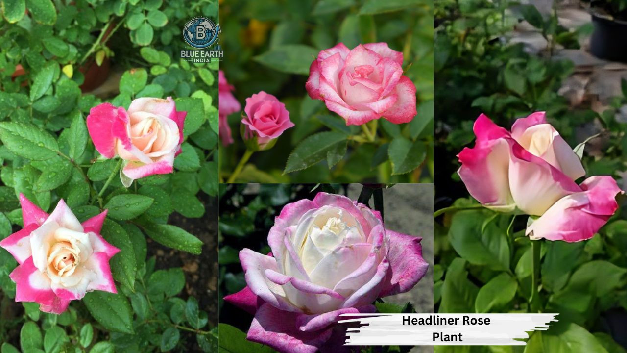 Headliner Rose Plant