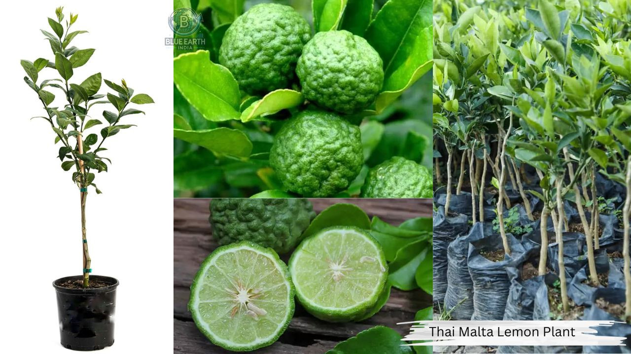 Thai Malta Lemon Plant
