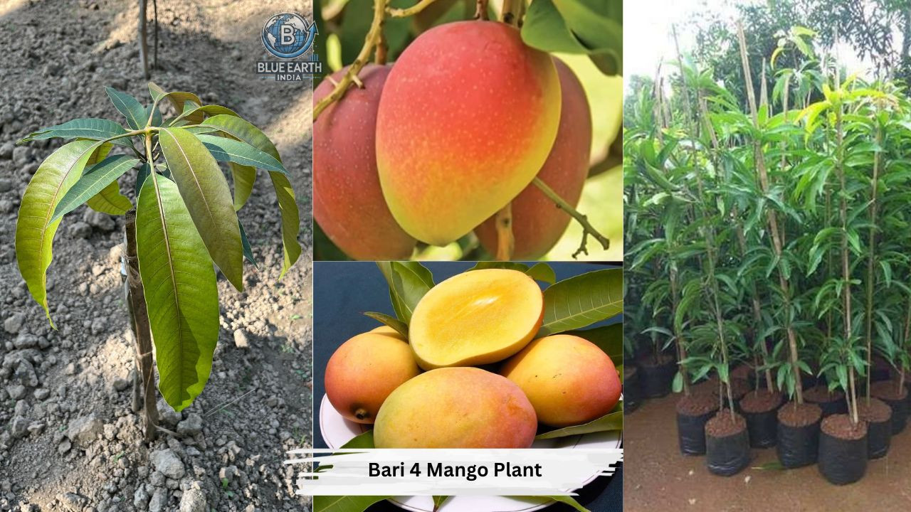 Bari 4 Mango Plant