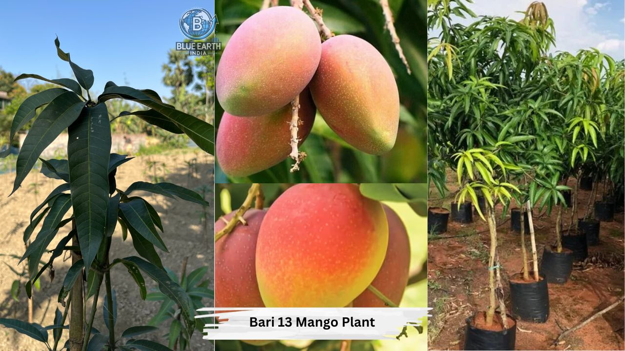 Bari 13 Mango Plant
